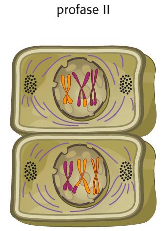 Profase e metafase II Durante la profase II i