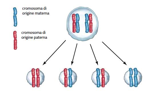 L importanza della variabilità La riproduzione sessuata induce variabilità intraspecifica tra gli organismi di una specie