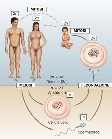 Il ciclo vitale di molti organismi comprende sia la mitosi sia la meiosi La meiosi richiede due divisioni nucleari (i gameti sono aploidi, n), mentre la mitosi ne richiede solo una (le cellule