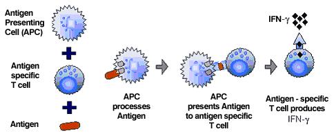 : Interferon-gamma release assays (IGRAs) La risposta cellulo-mediata può essere valutata in vitro sui linfociti periferici, misurandone la produzione di IFN- a seguito di esposizione agli antigeni