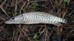 Ordine: SALMONIFORMI Famiglia: ESOCIDI Luccio (Esox lucius) Nome dialettale: lusso, buriolo, burianeo.