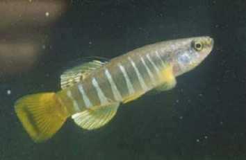 Ordine: CIPRINODONTIFORMI Famiglia: CIPRINODONTIDI Nono (Aphanius fasciatus) Nome dialettale: nono Biologia E' un pesce di piccola taglia (non supera normalmente i 5 cm), di forma tozza, con la bocca