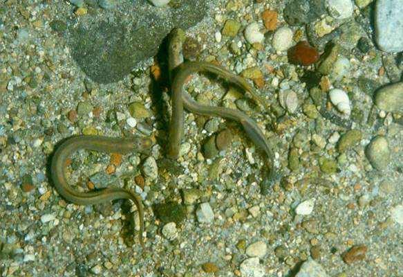 Classe: CICLOSTOMI Ordine: PETROMIZONTIFORMI Famiglia: PETROMIZONTIDI Lampreda padana (Lethenteron zanandreai) Nome dialettale: lampreola, lamprea Biologia La lampreda è un vertebrato acquatico