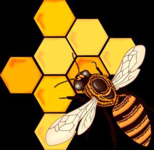 Scuola primaria Aiutanti a sei zampe Conoscere il mondo delle api e i prodotti derivanti dall apicoltura Scuola Primaria dalle Classi 2^ alle 4^ Da metà aprile a Giugno Settembre Ottobre Uscita di