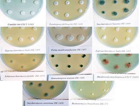 Fig.4 - Crescita di colonie di specie di lievito di interesse enologico su substrato agarizzato WL (Wallerstein Laboratory) Fig.