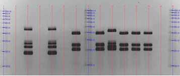 Le prime metodologie genetiche, in parte ancora utilizzate oggi, si basavano sull analisi del DNA nucleare e mitocondriale nella loro interezza come, ad esempio, l analisi di restrizione, cioè la