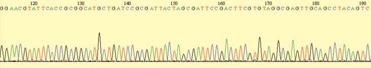 Fig. 8 - Elettroferogramma parziale derivante dall analisi di sequenziamento dei domini D1/D2 del DNA ribosomiale codificante per la sub unità 26S do l abbondanza dei ceppi classificati come S.