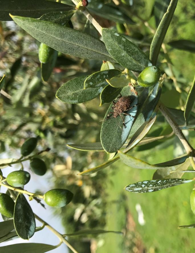 Rametto colpito da rogna dell olivo CIMICE ASIATICA Attualmente non esistono insetticidi registrati contro cimice asiatica su olivo che comunque non risulterebbero