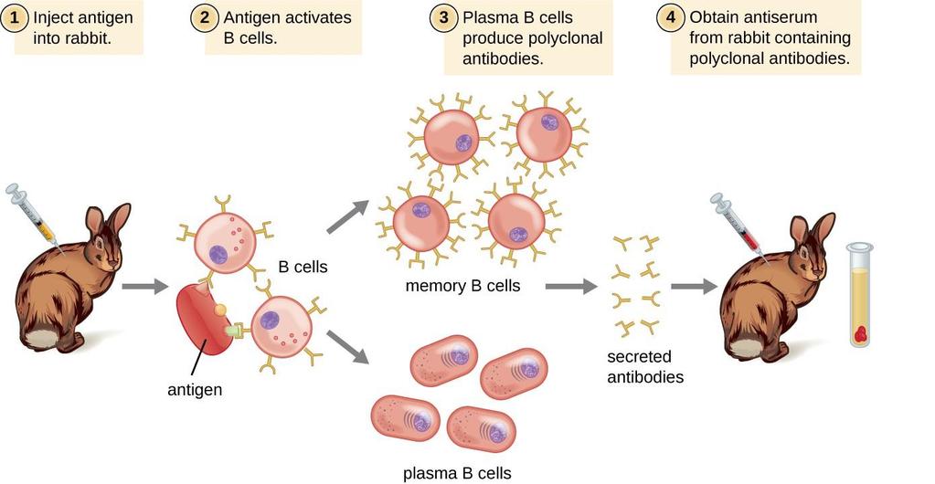 Produzione di anticorpi policlonali 1. Si inietta nel coniglio (o topo) l antigene X purificato 2.