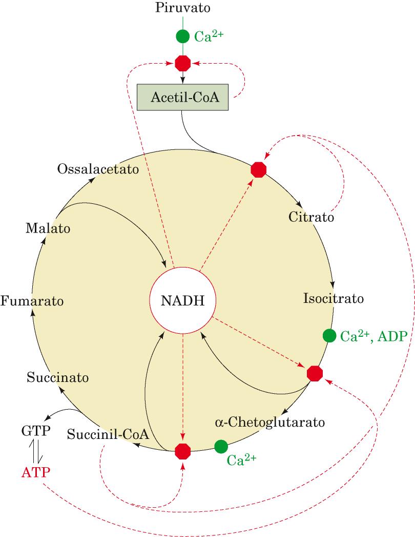 Chetogenesi e gluconeogenesi regolazione dell azvità del ciclo di Krebs 3 1 2 Nel digiuno, nel fegato ace9l-coa, ATP e NADH aumentano per effeco della betaossidazione degli acidi