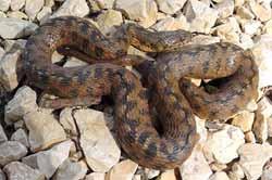 Vipera (Vipera aspis){end-tooltip}, è stata segnalata una specie non comune, la