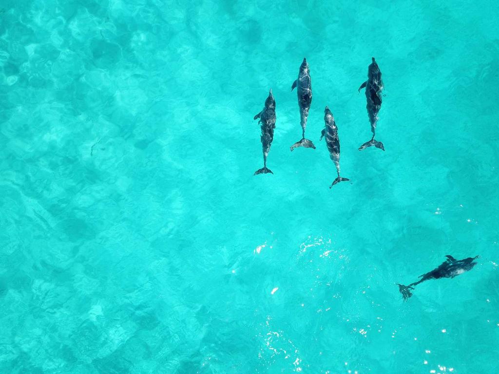 Delfini 2 persone 200 La partenza per questa escursione è prevista al mattino presto. Raggiungerete la Baia di Kizimkazi, nel sud dell'isola, intorno alle 6:30 del mattino.