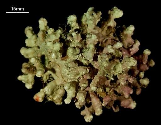 corallioides Rodolite Boxwork
