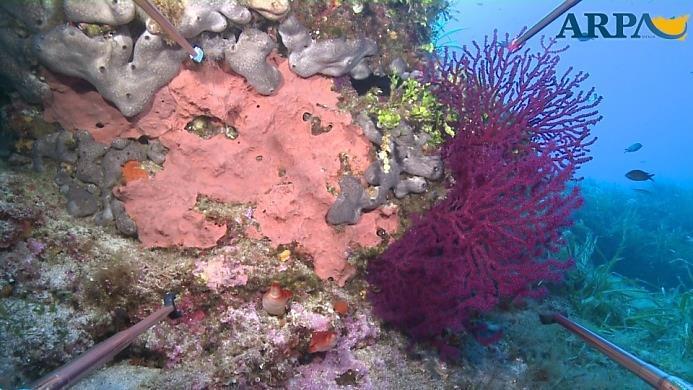 MODULO 7: Habitat coralligeno Monitoraggio popolamenti presenti Analisi