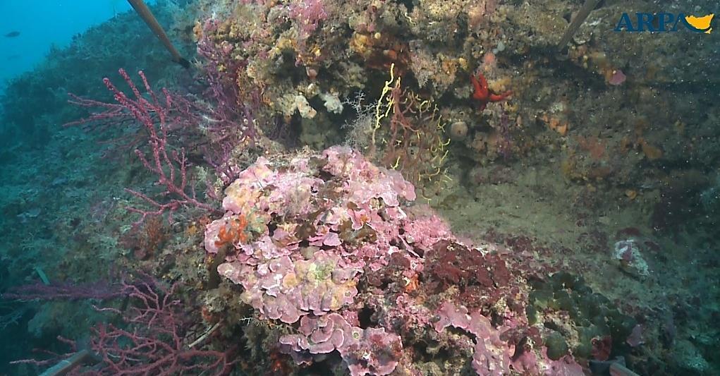 megabentonici sessili) Cnidaria (gorgonia) Porifera (spugna) Porifera (spugna)