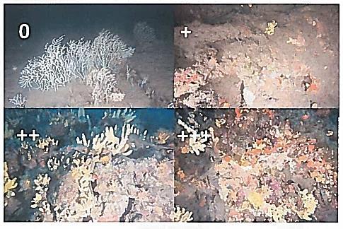 Tunicata (ascidia) Cnidaria (gorgonia) Bryozoa (falso corallo) Rhodophyta (alga