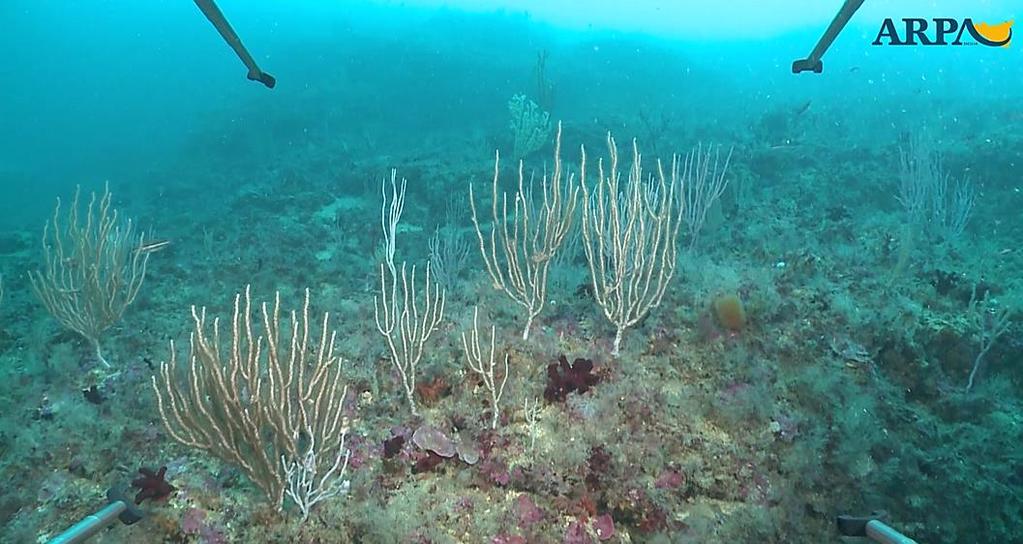 MODULO 7: Habitat coralligeno Condizione dell habitat Per le specie