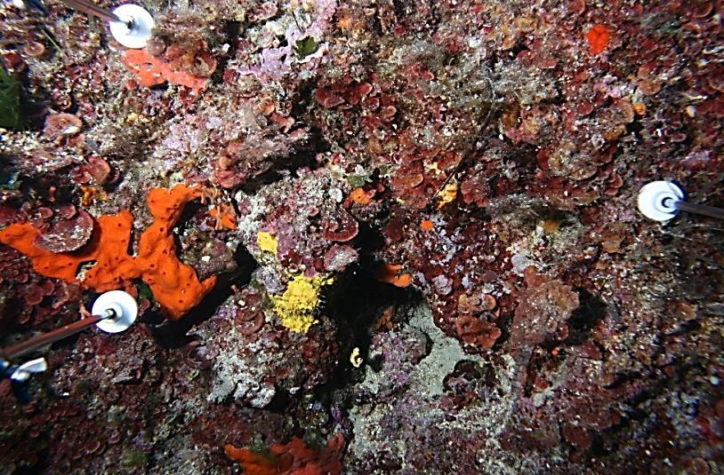 MODULO 7: Habitat coralligeno Condizione dell habitat Analisi dei dati REGIONE TOSCANA Le fotografie sono state