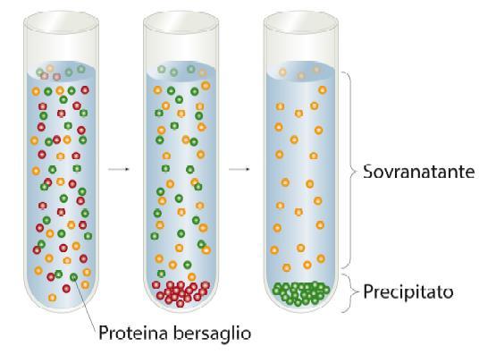 Le proteine precipitate sono rimosse per centrifugazione 2. Si ripete il processo con una concentrazione crescente di sale. 3.