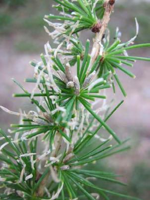 Larice Coleophora laricella SF Ampezzo 1 scheda 3 ettari