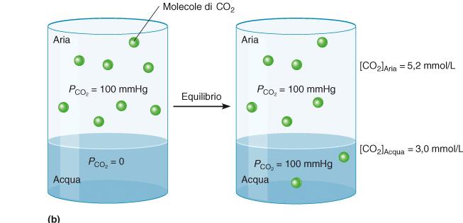 Legge di Henry Il volume di un gas (Vg) che si scioglie in un liquido è direttamente proporzionale