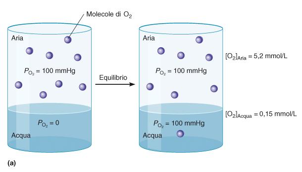 stesso (α) V g = α P g Vg= volume del gas disciolto per unità di volume di soluzione (o concentrazione