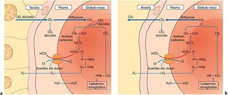 Trasporto dell anidride carbonica 1. Fisicamente disciolta 7% 2.