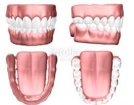 Articolazione temporo mandibolare - ATM L occlusione E il rapporto tra le arcate dentarie, con i denti in contatto tra loro.