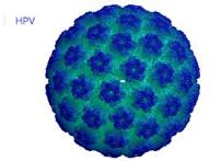 in aumento il numero di casi! HPV 86 97% dei tumori sono attribuibili a infezione HPV Ipotesi multifattoriale!