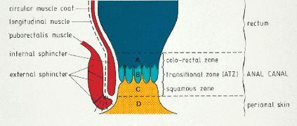 Sequence of epithelial zones in anal canal (from rectum to perianal skin) A) uninterrupted mucosa of colorectal type B) zone with epithelial variants [anal transitional zone (ATZ)] C) uninterrupted