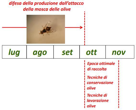 adulticida) Monitoraggio adulti e campionamento olive interventi con