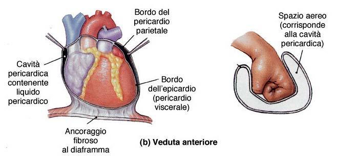 Pericardio parietale