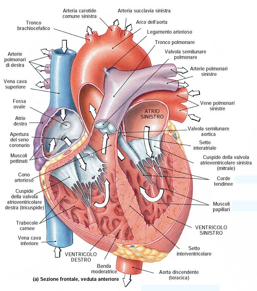 cuore in sezione