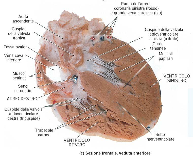 cuore in