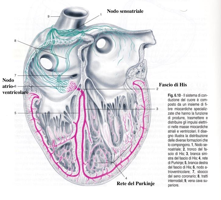 Sistema di Conduzione del Cuore Autoritmicità e Automotilità Nodo
