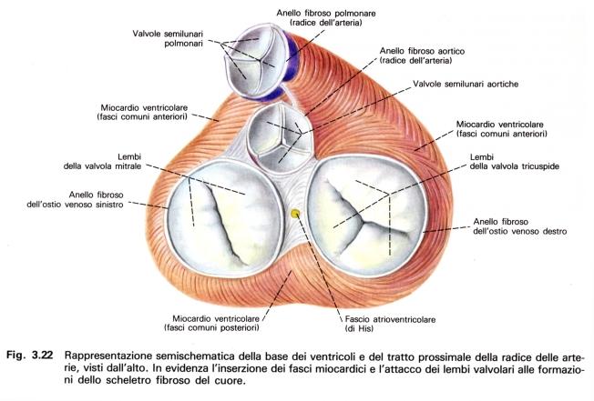 Scheletro fibroso del cuore 4 anelli fibrosi 2