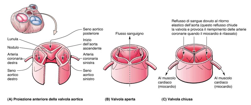 Origine arterie