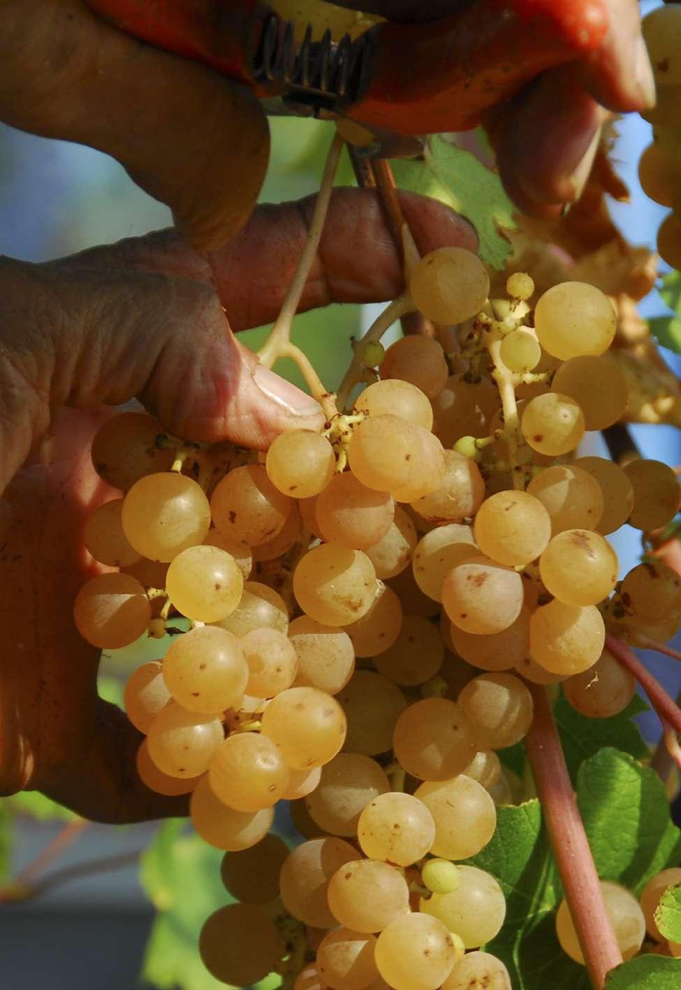 Spumanti Grazie alla spremitura soffice delle uve e fermentazione del mosto a temperatura controllata, tutti i nostri spumanti acquisiscono un bouquet olfattivo e gustativo che li rende unici.