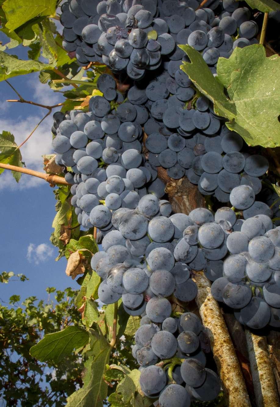 Tradizionali Sono l espressione delle uve presenti da secoli nel nostro territorio. Rappresentano i vini di tradizione, freschi e di pronta beva.