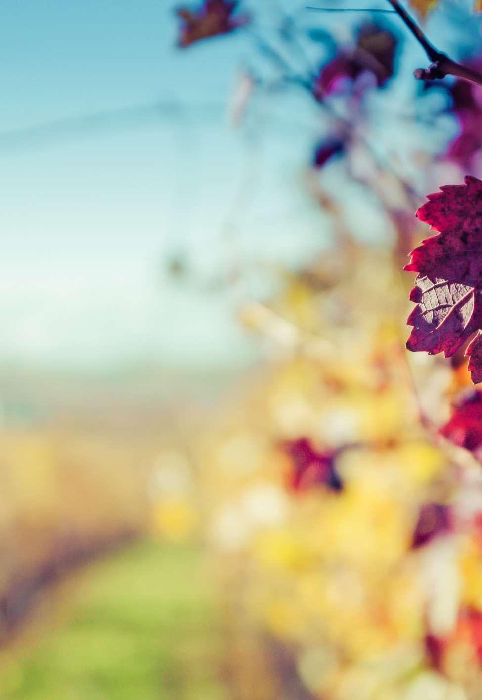 V.I.V.A. SUSTAINABLE WINE VIGNETO ACQUA TERRITORIO ARIA Sostenibili Cantina di Vicobarone ha ottenuto il riconoscimento da parte del Ministero dell Ambiente e di V.I.V.A. (Valutazione dell Impatto della Vitivinicoltura sull Ambiente), di due etichette garantite: il Gutturnio D.