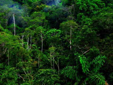 CONOSCIAMO MEGLIO LA FORESTA AMAZZONICA Questa settimana abbiamo conosciuto meglio la Foresta Amazzonica e per farlo, oltre ad aver visto un breve video, abbiamo risposto a delle domande che la