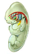 Derivati degli archi aortici I : parte arterie mascellari interne II : scompare, residui partecipano alla formazione a.