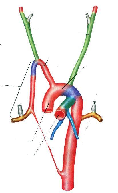 Evoluzione del sistema arterioso: lo sviluppo dell aorta definitiva Le aorte dorsali confluiscono in un tronco unico; l aorta dorsale destra viene quasi