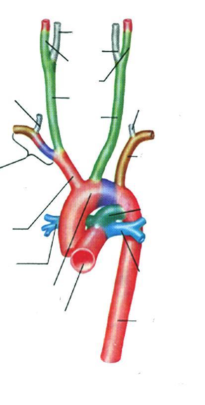 polmonare a. carotide comune a. brachiocefalica arco aortico a. succlavia s. a.polmonari a. vertebrale d. a. succlavia d. a. brachiocefalica a.polmonari d.