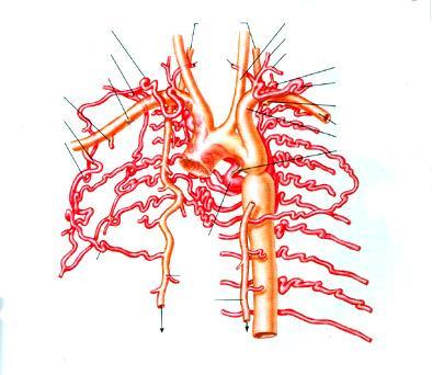 Arterie intersegmentali Trenta o più rami dell aorta dorsale passano attraverso i somiti irrorandoli insieme ai loro derivati. Le a.