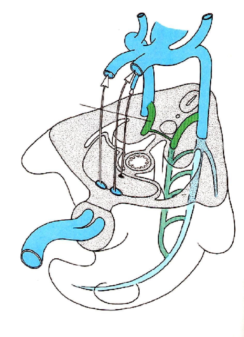 Il sistema venoso: le vene sotto-cardinali (6 a settimana) Durante questo periodo il cambiamento maggiore del sistema venoso riguarda la comparsa delle vene sottocardinali che decorrono medialmente