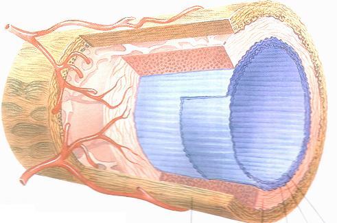 Struttura istologica di un arteria elastica vasa vasorum nella tonaca avventizia lamine