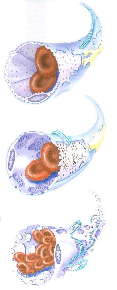 Struttura istologica dei capillari
