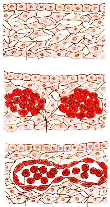 Le isole sanguigne La formazione dei vasi sanguigni inizia in piccoli gruppi di cellule del mesoderma chiamati isole sanguigne, prima nel mesoderma extraembrionle della parete del sacco vitellino e