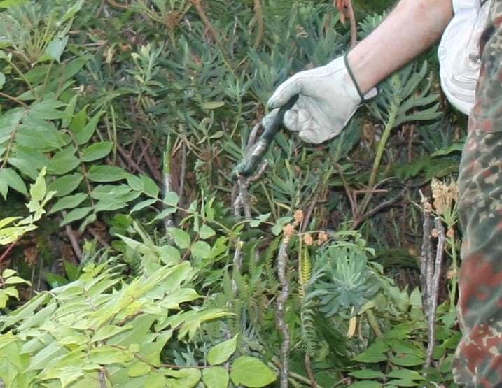 Eradicazione di Ailanthus altissima da Montecristo TAGLIA E SPENNELLA